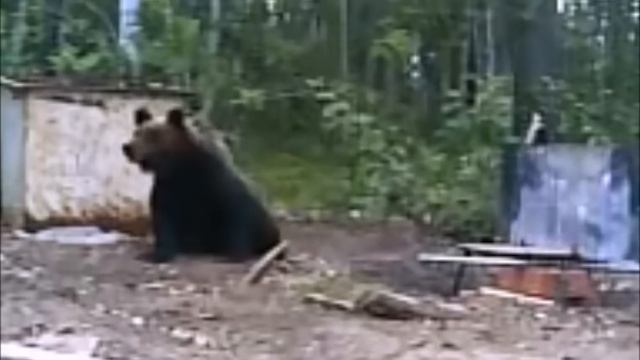 В мире животных Медведь пришел в гости смотреть онлайн