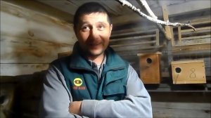 Почему не размножаются волнистые попугаи.