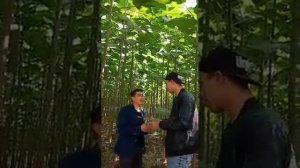 Павловния как мы поехали в Китай на плантацию павловнии