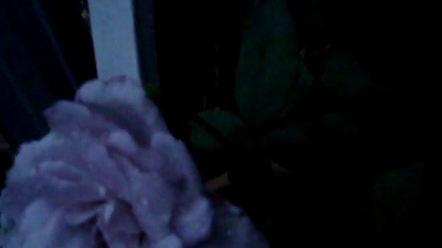 Бывают ли синие розы в природе смотреть онлайн