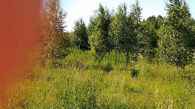 Встреча с лосем. 2018.Ехал с рыбалки в 6 утра смотреть онлайн