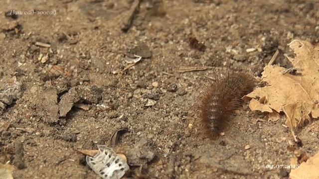 Волосатая гусеница и Formica cinerea 2018 07 04 смотреть онлайн
