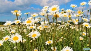 "Если скажут слово родина" З.Александрова (стихотворение)