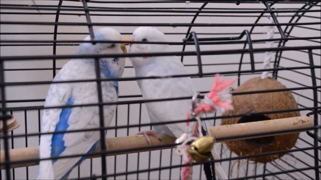 пение моих волнистых попугаев! Дома всегда весна))) Singing Budgies смотреть онлайн
