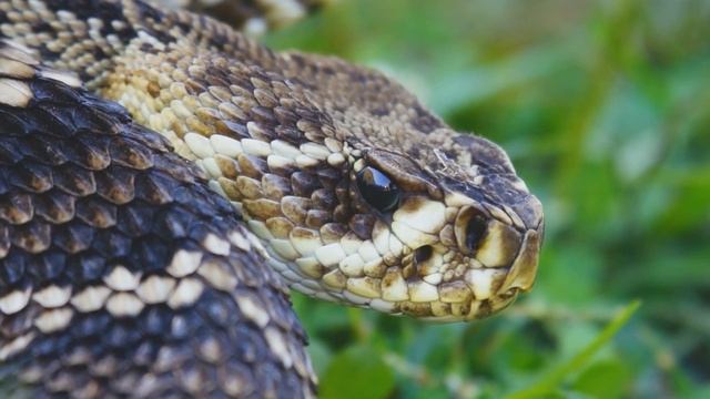 Animals - spider - snake - lizard - frog Паук - Змея - Ящерица - Лягушка смотреть онлайн