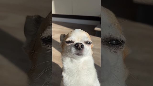 Собака на чилле смотреть онлайн