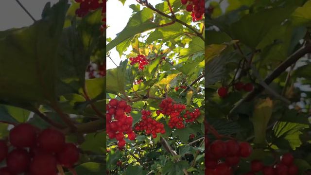 #калина #красная 🌿🍒🌿 смотреть онлайн