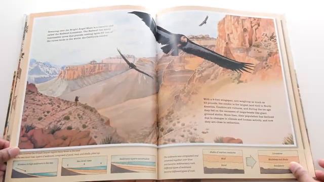 Grand Canyon by Jason Chin || Must Have Living Picture Books for Early Years! смотреть онлайн