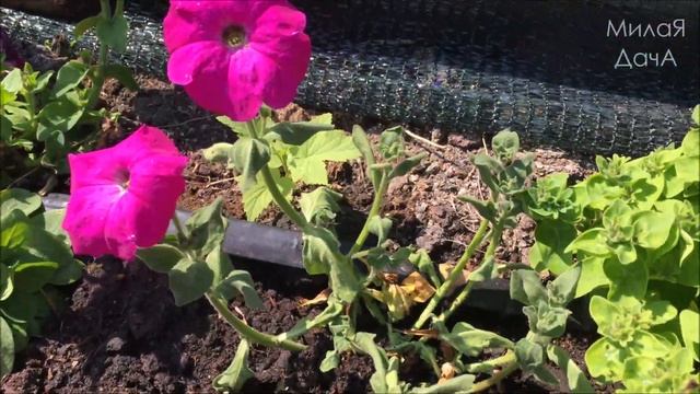 Обшиваем вагонкой парную | Удалила всю клубнику | Петуния взошла самосевом смотреть онлайн