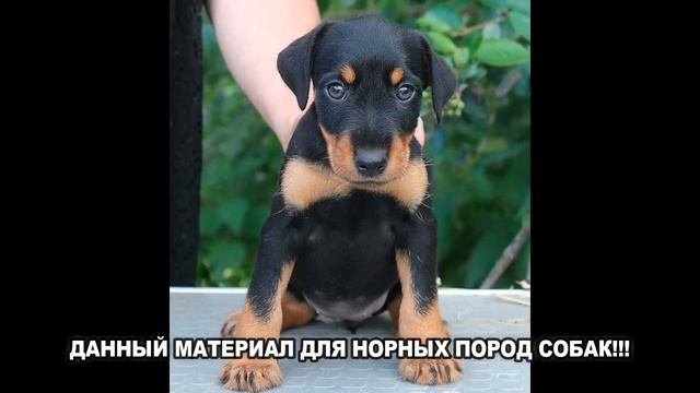 ЧУМА У НОРНЫХ СОБАК - ЧТО ЭТО? смотреть онлайн