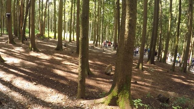 Куда поехать в Германии всей семьёй / Гора обезьян / Affenberg Salem смотреть онлайн