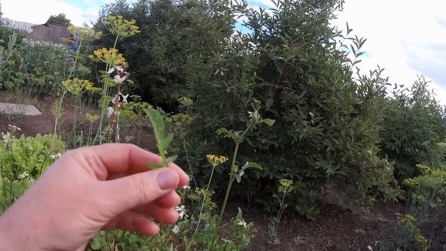 Отдых у друзей на даче. смотреть онлайн