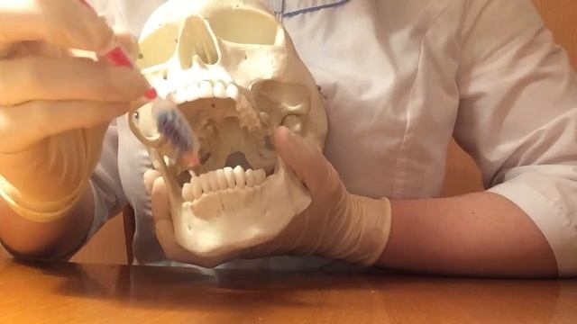 Как правильно чистить зубы смотреть онлайн
