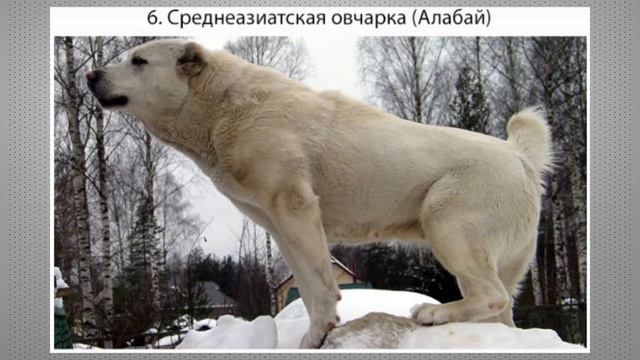 ТОП-10 самых опасных собак в мире смотреть онлайн