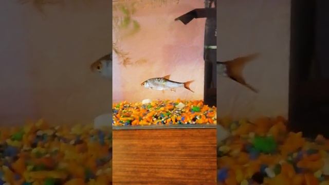 Плотва в аквариуме новое видео