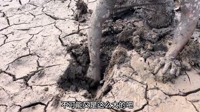 一斤多的土鳝鱼你们见过吗？比手臂都还粗，连续抓了几条，真刺激 смотреть онлайн
