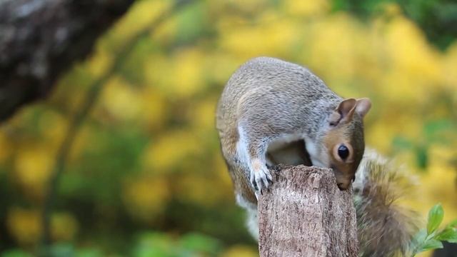 these funny animals, for children, Zoo,смешные животные смотреть онлайн