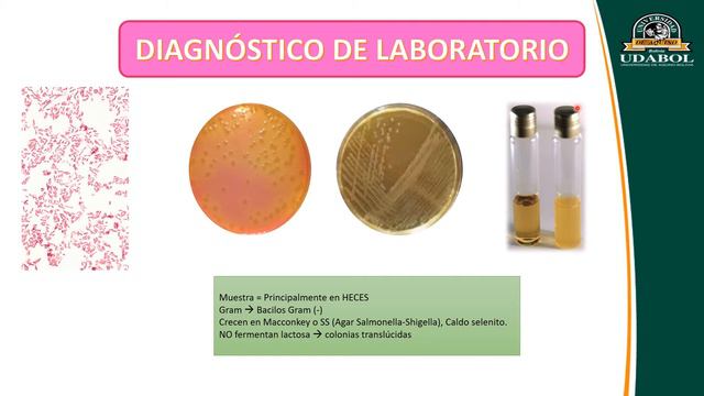 ENTEROBACTERIAS PRIMERA PARTE смотреть онлайн