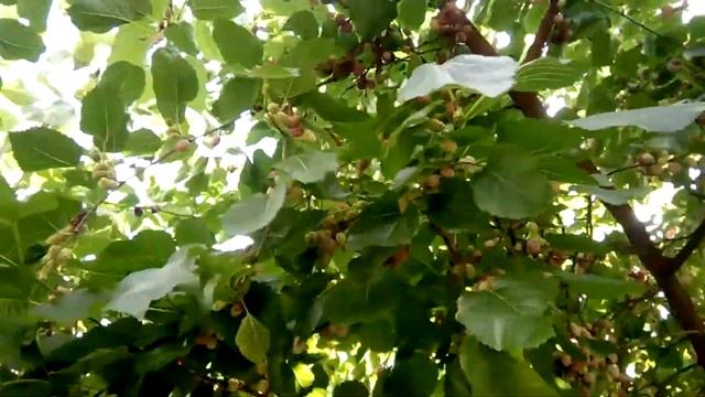 Шелковица розовая крупноплодная смотреть онлайн