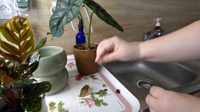 Plant shopping | New plants care & short plant tour смотреть онлайн