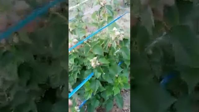 Малина Таруса 18.06.2020 г смотреть онлайн