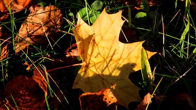 Природа Беларуси. Золотые краски осени. смотреть онлайн