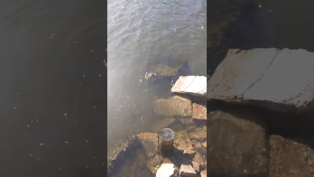 sea turtle back again смотреть онлайн