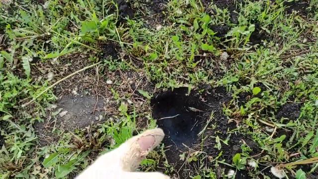 КАК ИЗБАВИТЬСЯ ОТ КРОТА НАВЕЧНО В ОГОРОДЕ. смотреть онлайн