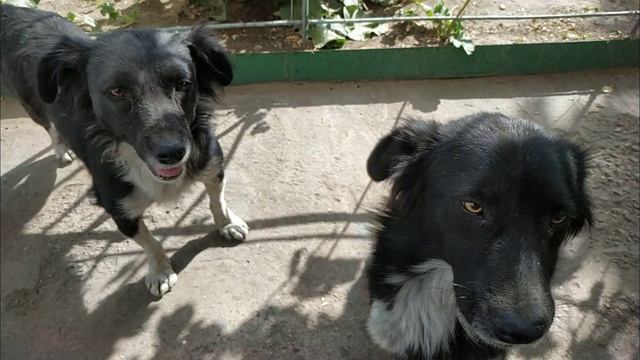 Какого цвета собака 2 смотреть онлайн