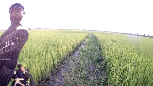 Hunting Changeable Hawk Eagle ( part 4 ) смотреть онлайн