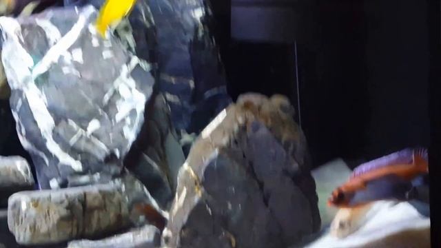 Labeotropheus trewavasae 'Chilumba' spawning смотреть онлайн