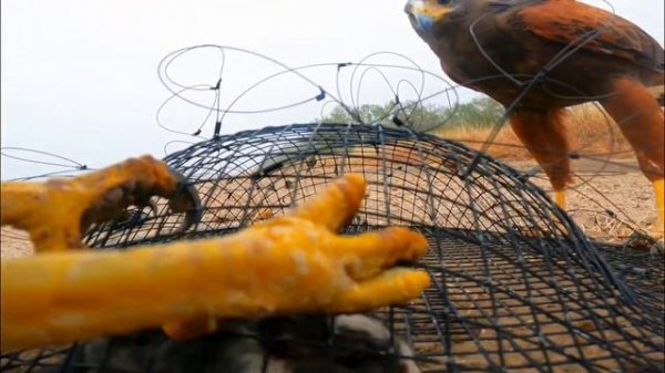 Как поймать Ястреба