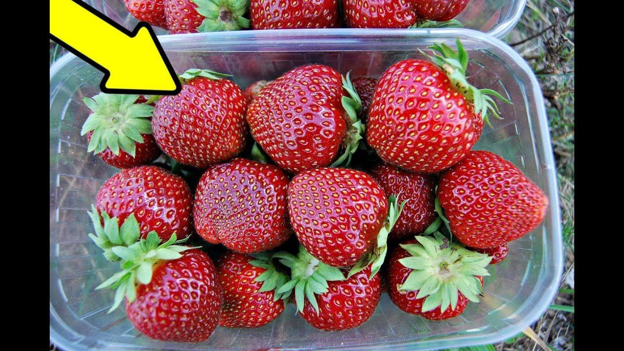 Всегда выращивайте эту позднеспелую клубнику! Лучшие сорта клубники! смотреть онлайн