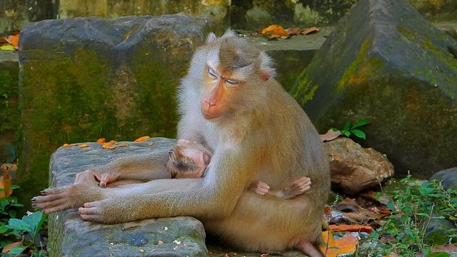 omg !!! Libya a_,ngry with LEO , Due to food...! смотреть онлайн