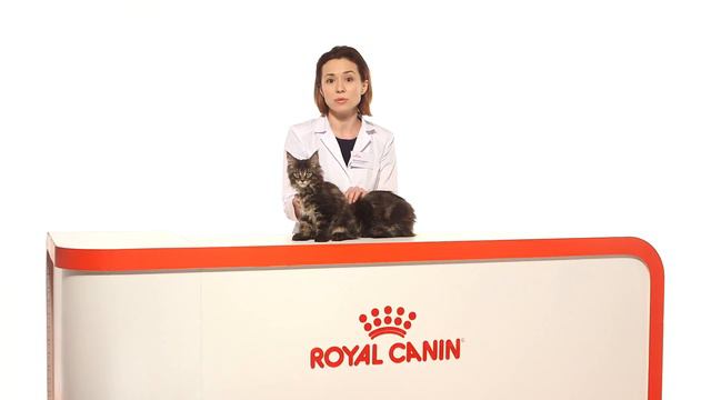 Роял Канин Maine Coon Kitten смотреть онлайн