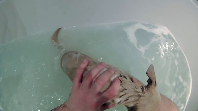 Как правильно купать чихуахуа смотреть онлайн