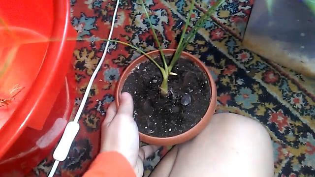 Первое видео!!! Богомол, улитки тараканы!!! реакция.