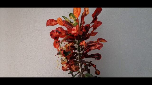 Цветение кротона в августе