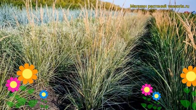 Вейник заостренноцветковый Овердам. Краткий обзор, описание calamagrostis x acutifolia Overdam смотреть онлайн