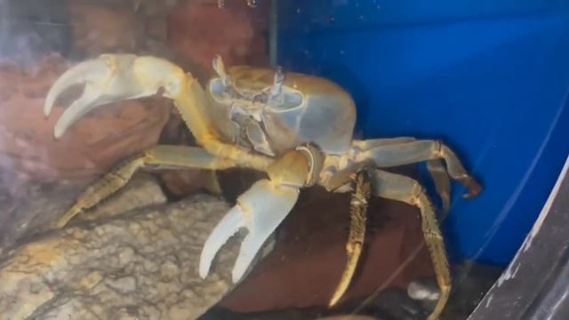 Радужный краб в Ростовском зоопарке! Самый красивый краб. #ростовскийзоопарк #крабы смотреть онлайн