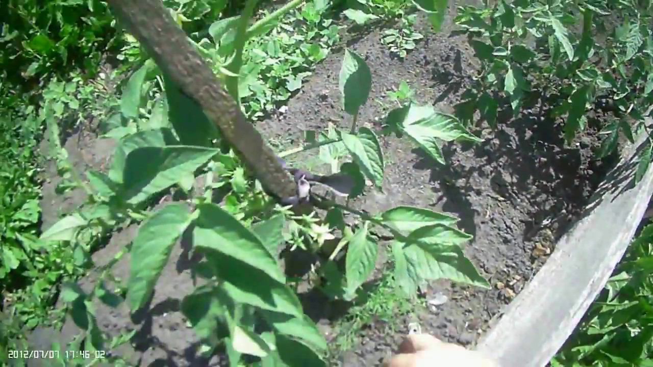 Засуха 2018 Те, кто выжил смотреть онлайн