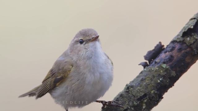Потрясающее пение птиц. Часть 1 смотреть онлайн