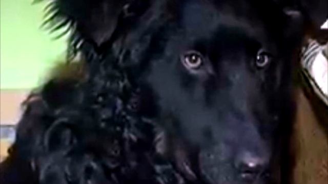 Собаку «усыпил» ветеринар… А на следующее утро произошло что-то НЕВЕРОЯТНОЕ!