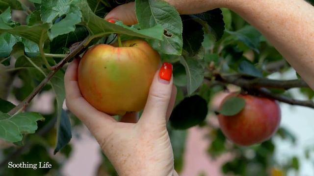 Ваше сердце устало и хочет отдохнуть. Слушайте эту прекрасную музыку, чтобы расслабиться!#музыка #1 смотреть онлайн