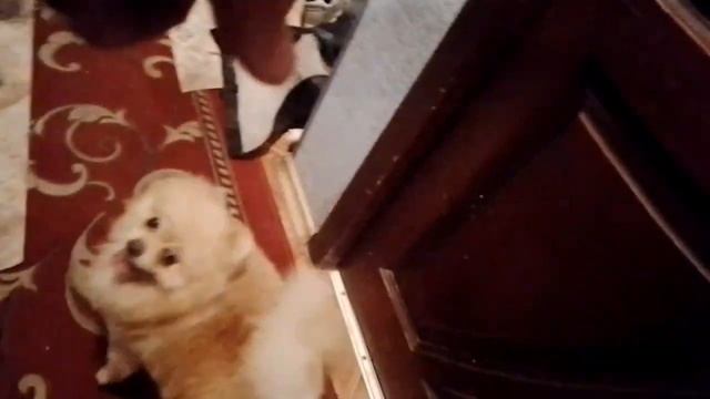 Блог моего четырёхлапого друга. смотреть онлайн