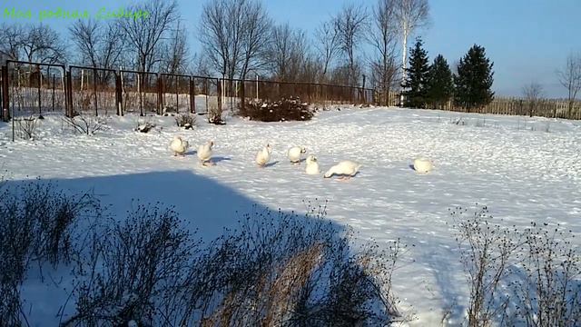 Гошка долго думает выходить или нет? Одного гуся холмогорики стали обижать. смотреть онлайн