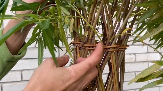 Русская ива. Прогулка по участку с ивами. смотреть онлайн