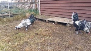 Куры Павловской породы. История. Содержание. Мой опыт.