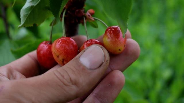 Черешня Рокет (Rocket) (3 июня)  - Агро Сад