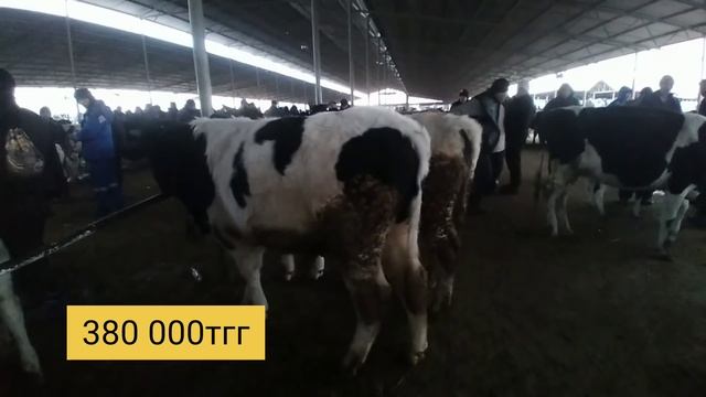 Мир животных |Мал Базар ТАРАЗ|Шведская порода|бұқа•тана•бұзаулы сиыр•ірі қара